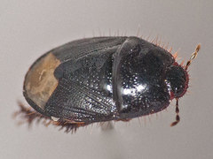 Microporus nigrita