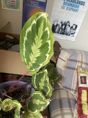 Goeppertia roseopicta