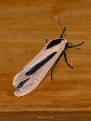 Creatonotos gangis-interrupta agg