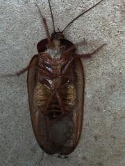 Homoeogamia mexicana