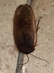 Homoeogamia mexicana