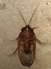 Homoeogamia mexicana