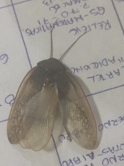 Homoeogamia mexicana