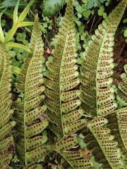 Dryopteris fuscipes