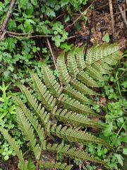 Dryopteris fuscipes