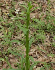 Helenium flexuosum