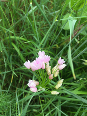 Allium roseum