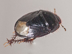 Microporus nigrita