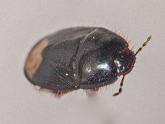 Microporus nigrita
