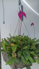 Masdevallia