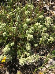 Teucrium capitatum capitatum