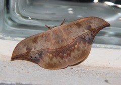 Oxytenis modestia