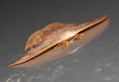 Oxytenis modestia