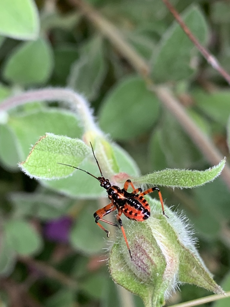 Cimice assassina