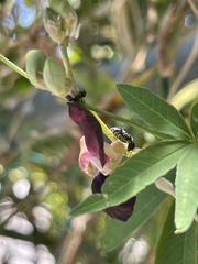 Macroptilium atropurpureum