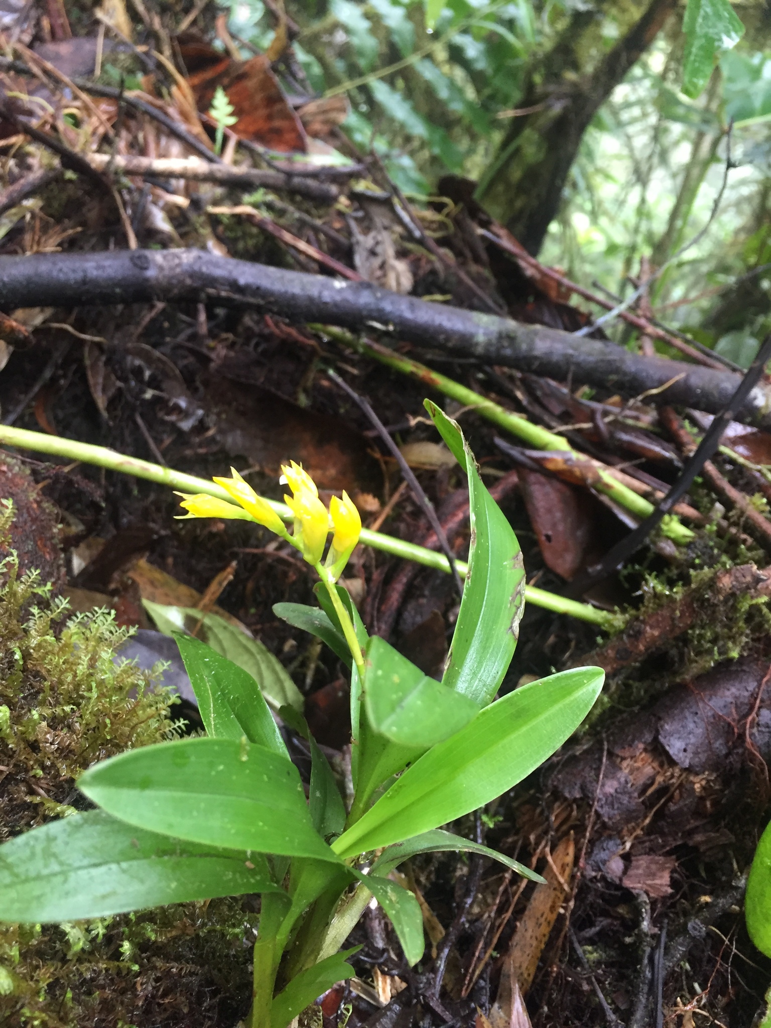 Brassia andina