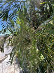 Macroptilium atropurpureum