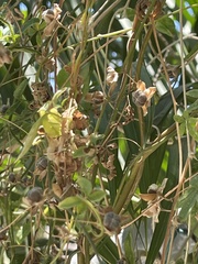 Macroptilium atropurpureum