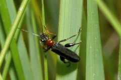 Oedemera croceicollis
