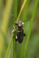 Oedemera croceicollis