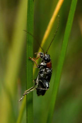 Oedemera croceicollis