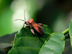 Piezogaster auriculatus