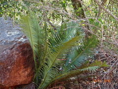 Dioon angustifolium