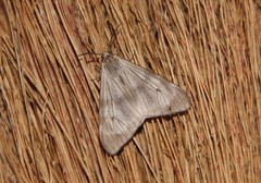 Dysschema amphissa