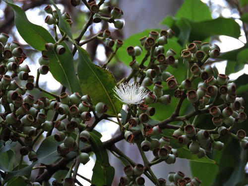 Corymbia torelliana