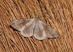 Dysschema amphissa