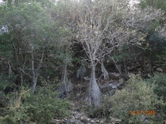 Beaucarnea recurvata