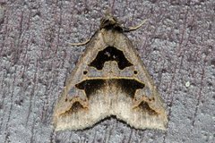 Tephriopis divulsa