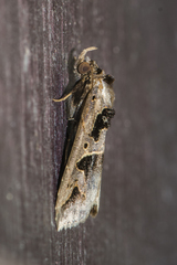 Tephriopis divulsa