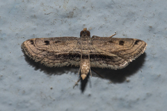 Sufetula