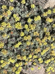 Eriogonum caespitosum