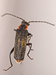 Cantharis pulicaria
