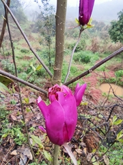 Magnolia liliiflora