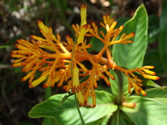 Palicourea triphylla