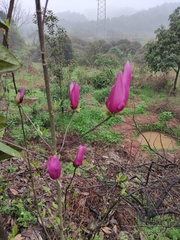 Magnolia liliiflora