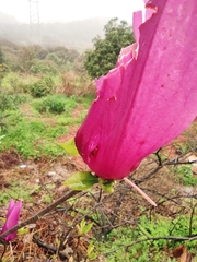 Magnolia liliiflora