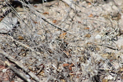 Sceloporus jalapae
