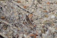 Sceloporus jalapae
