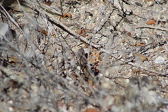 Sceloporus jalapae