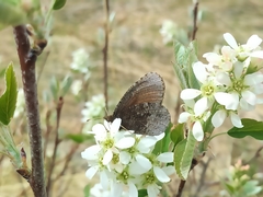 Erebia discoidalis