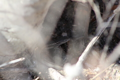 Sceloporus jalapae