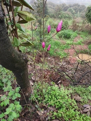 Magnolia liliiflora