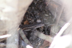 Sceloporus jalapae