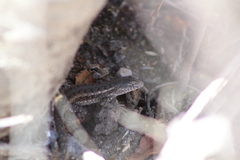 Sceloporus jalapae
