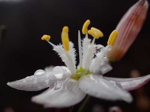 Kerry Lily