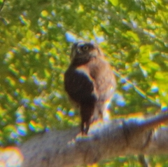 Glaucidium brasilianum